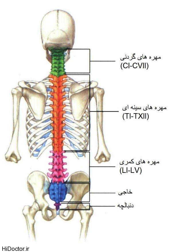 پاورپوینت آسیب های ستون مهره ها و نخاع