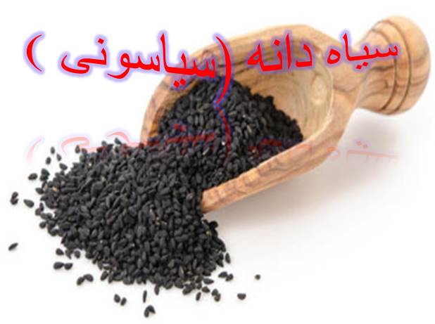 پاورپوینت سیاه دانه (سیاسونی)